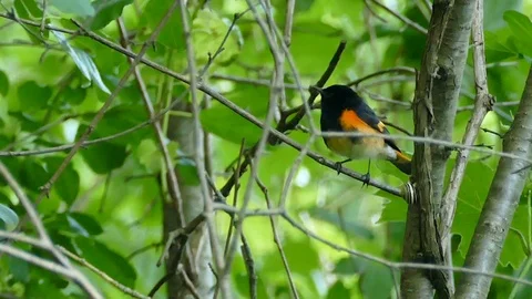 American Redstart bird perched on various branches and trees - HD 1080p Stock Footage 91286032