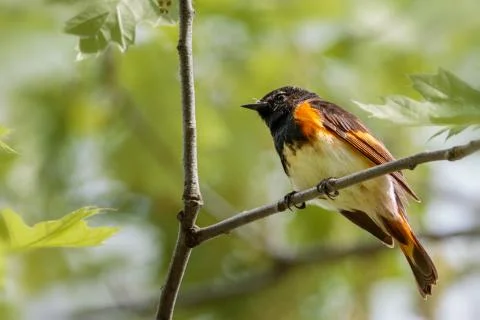American Redstart bird underside view close up Stock Photos