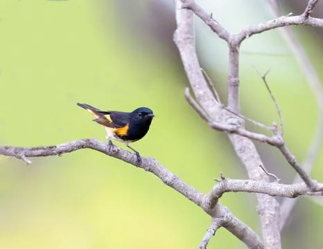 American Redstart perched on a branch Stock Photos