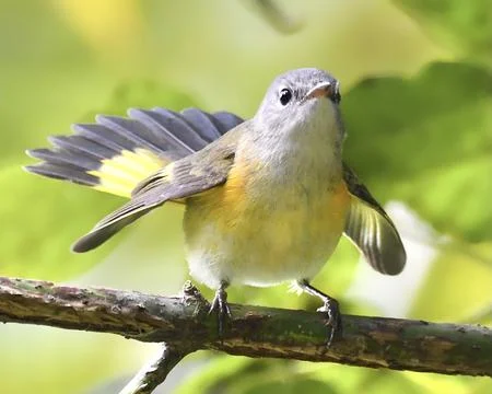 American Redstart Stock Photos