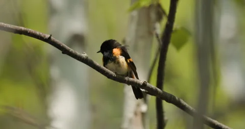 American Redstart Warbler Bird Perched Chirping Flying in Minnesota Forest Stock Footage 257010897