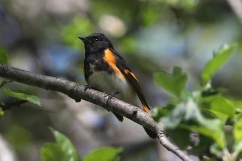 American redstart warbler Stock Photos