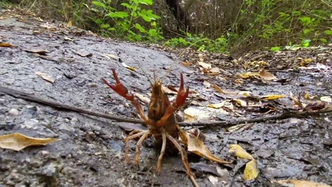 American river crayfish walking and displaying its claws as a threat. Invasive Stock Footage 329473306