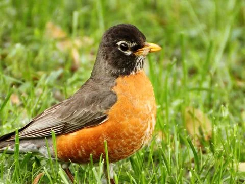 American Robbin in Grass Foto stock