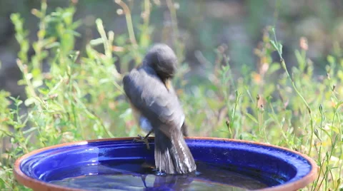 American robin after a bath Stock Footage 51870059