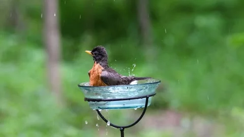 American robin in a bird bath Stock Footage 244599160