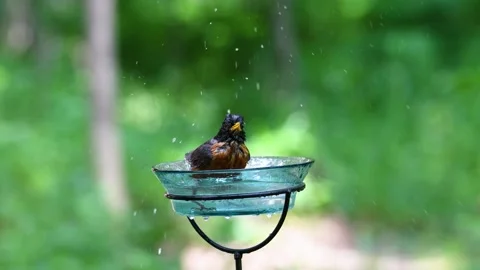 American robin in a bird bath Stock Footage 249579931