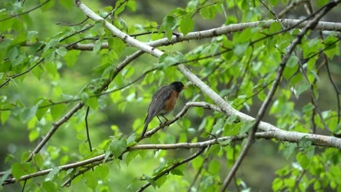 American robin bird Stock Footage 275388018