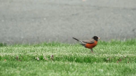 American robin bird Stock Footage 275388047