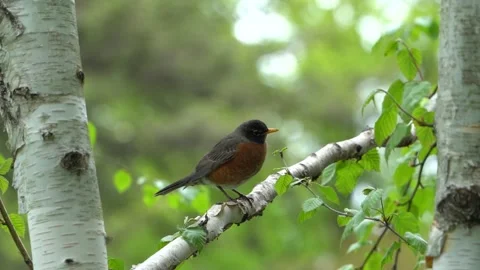 American robin bird Stock Footage 275388058