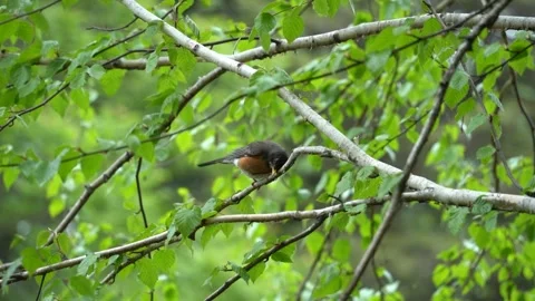 American robin bird Stock Footage 275388062