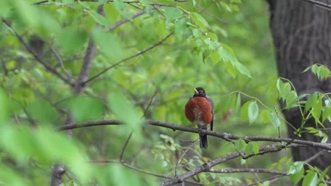 American robin bird Stock Footage 275388095