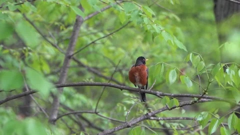 American robin bird Stock Footage 275388122