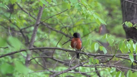 American robin bird Stock Footage 275388218