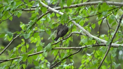 American robin bird Stock Footage 275388326