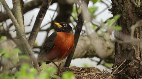 American robin bird perched on the edge of its nest in a tree during springtime Stock-Footage 325885460