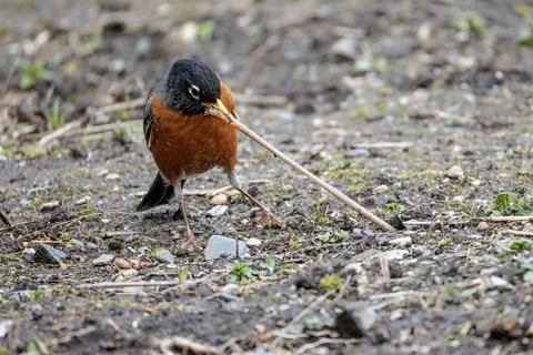 American robin bird Foto stock