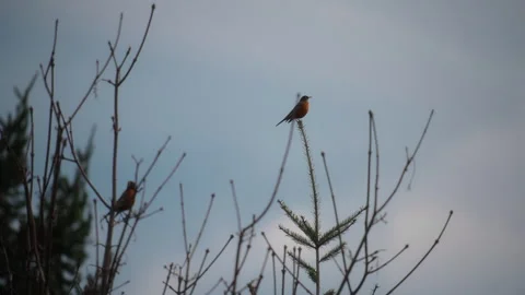 American robin bird sitting on top of a pine tree branch Stock Footage 337676578