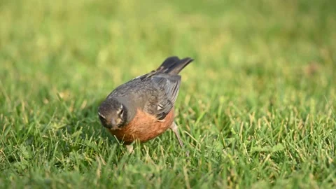 American Robin Catching Worms Stock Footage 158192007