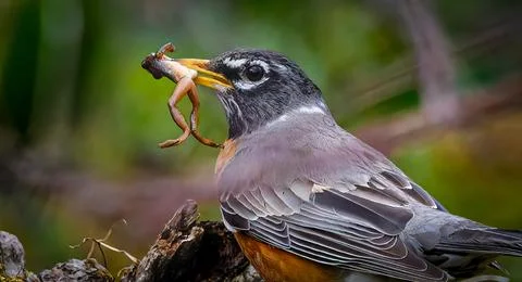 An American Robin caught a frog Stock Photos