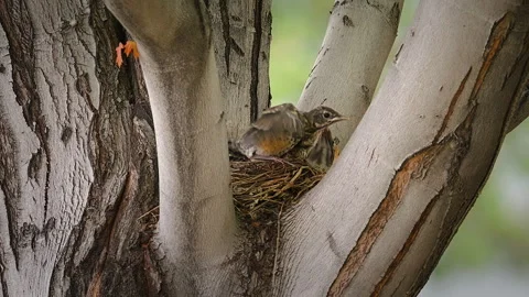 American Robin Chicks In A Nest Flapping Its Wings Nestled Within A Tree Fork Vídeos de archivo 341017436