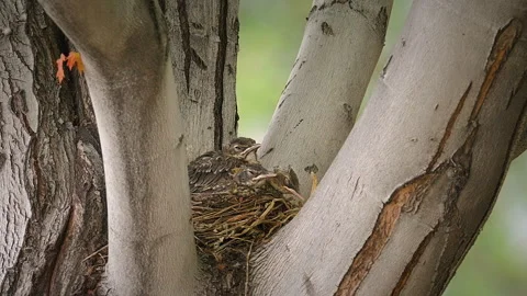 American Robin Chicks Sleeping In Their Nest On A Tree Fork. - closeup shot Vídeos de archivo 341016305
