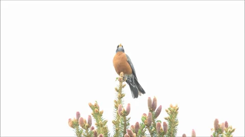 American robin chirping, spring time, Lakewood, Colorado Stock Footage 37977643