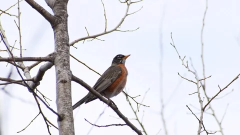 American Robin chirping in a tree Stock Footage 128149847