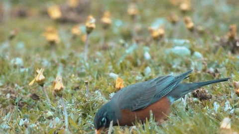 American Robin digging out a worm and eating it Stock Footage 105687213