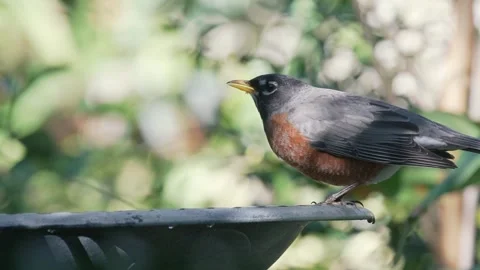 American Robin drinks from bird bath Stock Footage 264161363