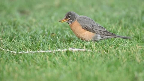 American Robin Eating Stock Footage 158192041