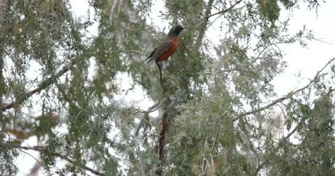 American Robin Eating Juniper Tree Berries Stock Footage 242659689