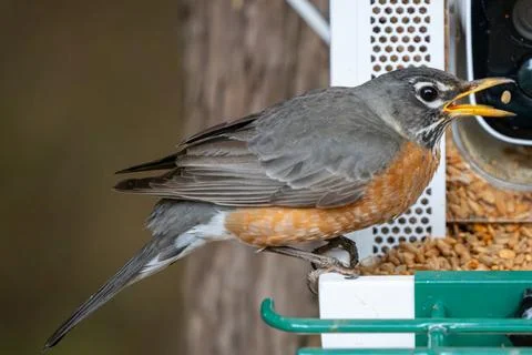 American Robin Eating Photos