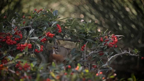 American robin eats berries Stock Footage 226495293