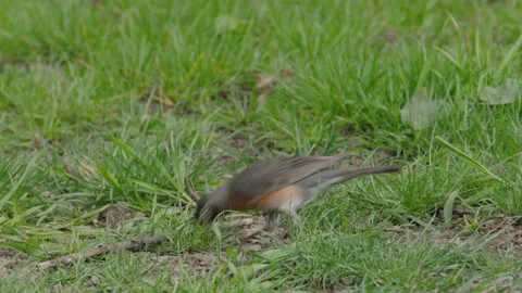 American Robin Eats Worm 1 Stock Footage 221094279