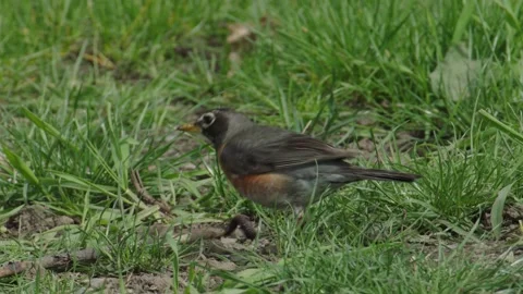 American Robin Eats Worm 2 Stock Footage 221094542