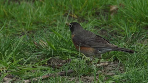 American Robin Eats Worm 3 Stock Footage 221094669
