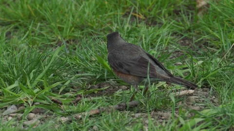 American Robin Eats Worm 4 Stock Footage 221094699
