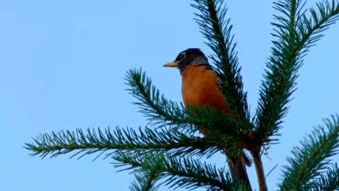 American Robin in an Evergreen Tree 1 Summer on mount hood Stock Footage 81724452