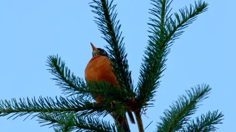 American Robin in an Evergreen Tree 2 Summer on mount hood Stock Footage 81724811