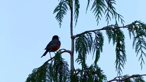 American Robin in an Evergreen Tree 3 Summer on mount hood Stock Footage 81724883