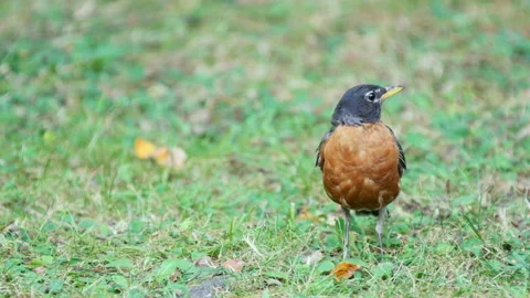 American Robin facing the camera and leaving the frame 063-2 Stock-Footage 102587485