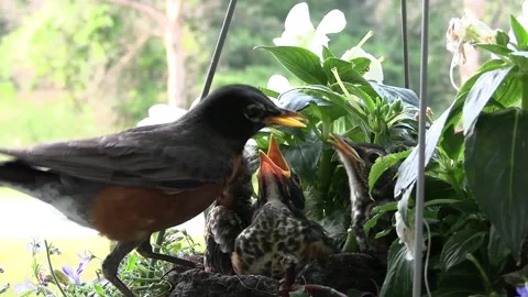 American Robin Feeding Begging Chicks in Flower Pot Nest Stock Footage 337793795