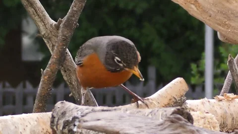 American Robin Feeding Stock Footage 75695189