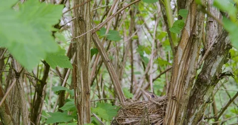American Robin Feeds Worms To Chicks In Nest Stock Footage 127008275