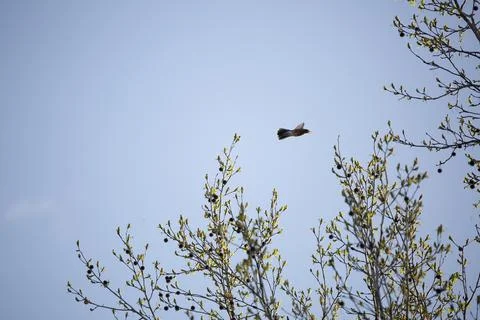 American Robin in Flight Stock Photos