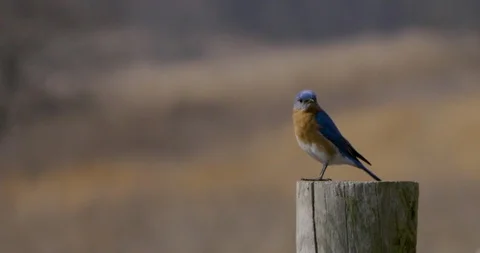 American Robin flying from a tree stump Stock Footage 91155409