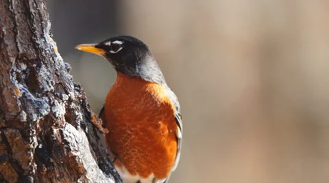 American Robin Stock Footage 34334332