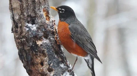 American Robin Stock Footage 34453162