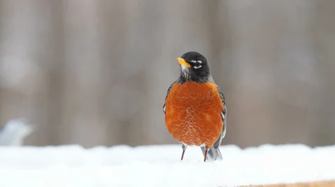 American Robin Stock Footage 34470329